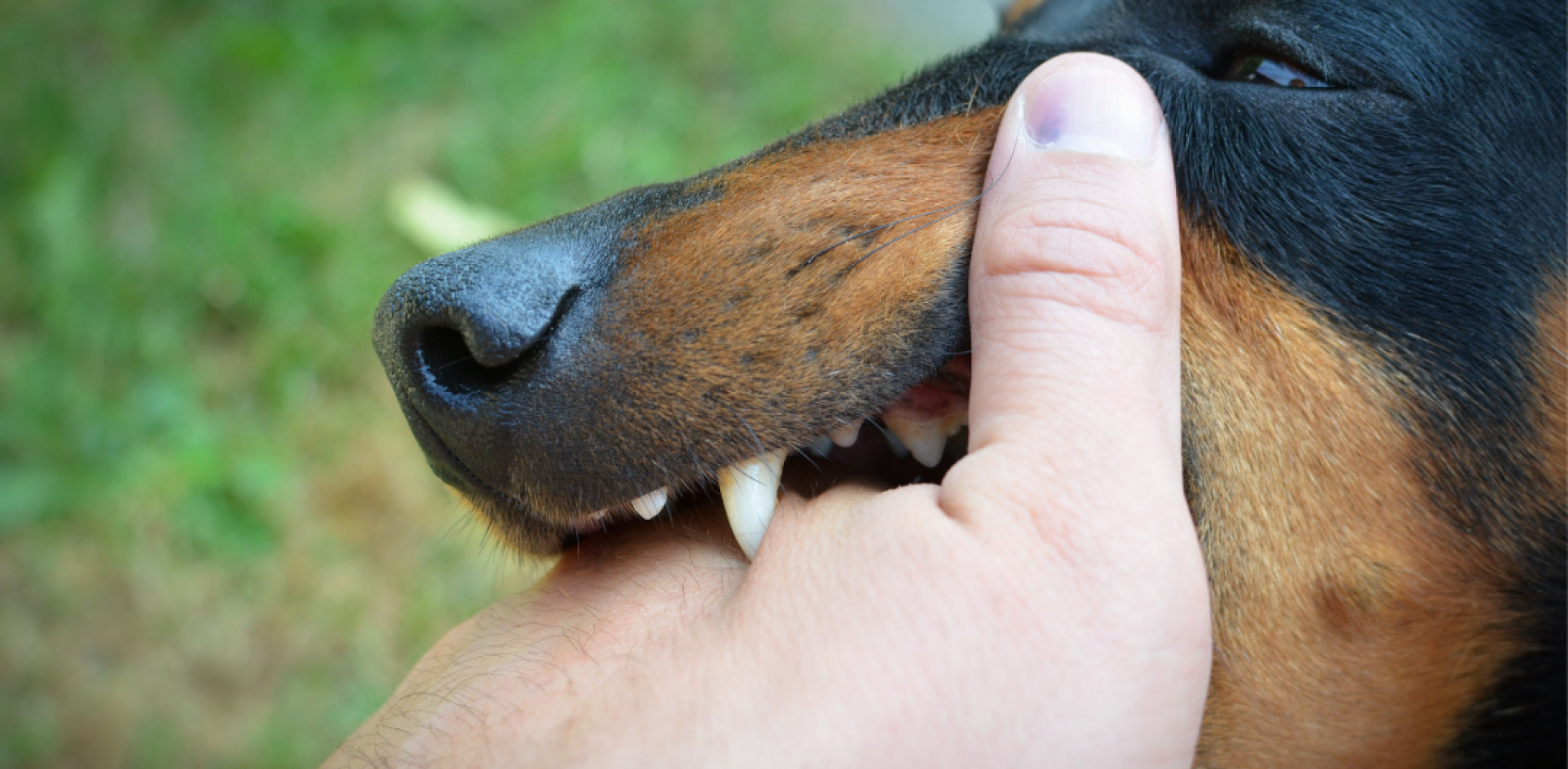 dog bite lawsuit image